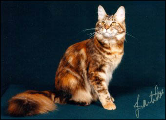 Sophie at 8
mths, Maine Coon female